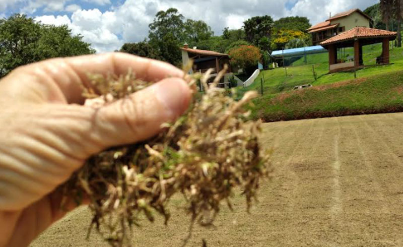 Experiência de 21 anos para manter as quadras de grama